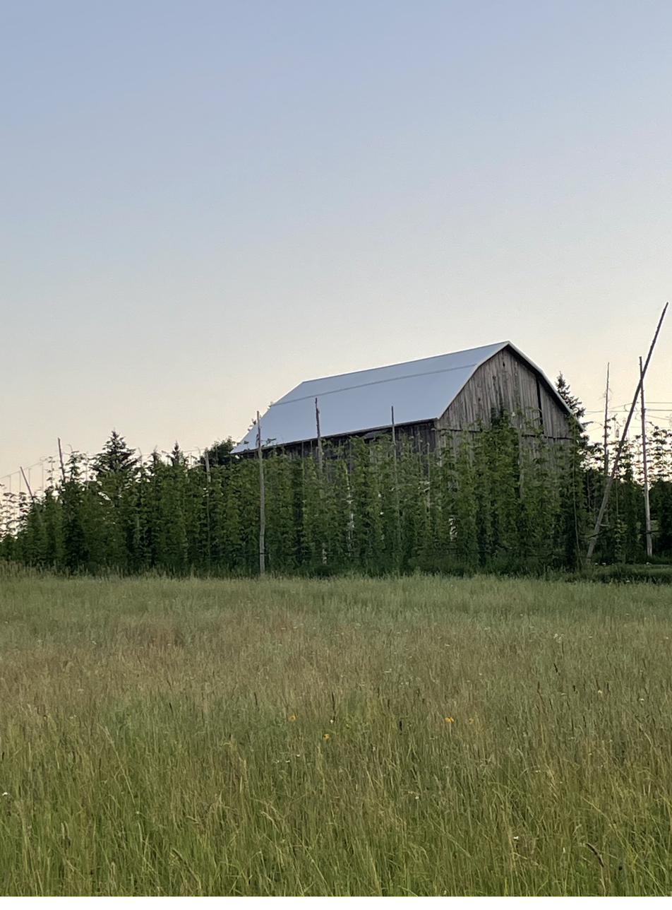 Hop bines climbing tall trellises at Balancing Act Hops farm, barn visible at dusk