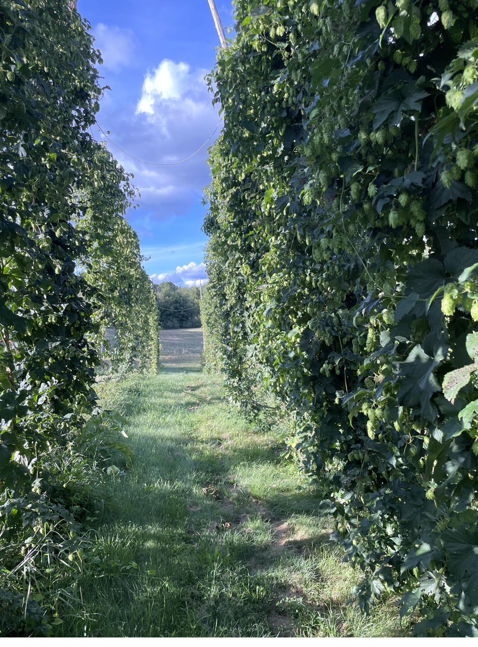 Walking between rows of hop bines loaded with cones at Balancing Act Hops, West Branch Michigan