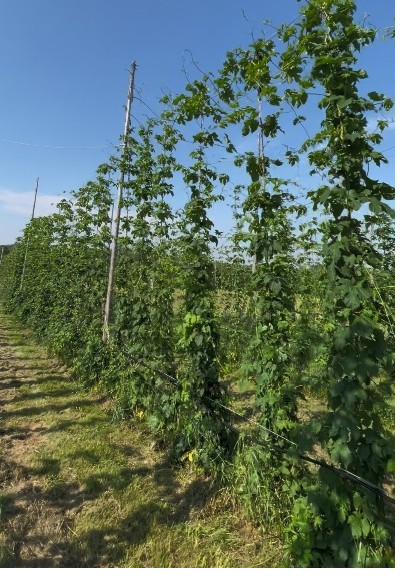 Hop bines growing tall on the trellis at Balancing Act Hops farm